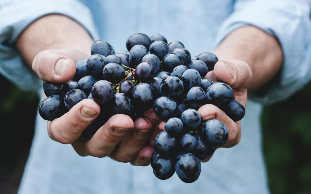 Le Raisin et le Diabète : Avantages et Inconvénients de ce Fruit