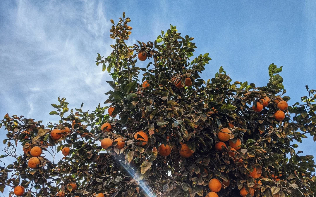 Fruits d’hiver pour diabétique