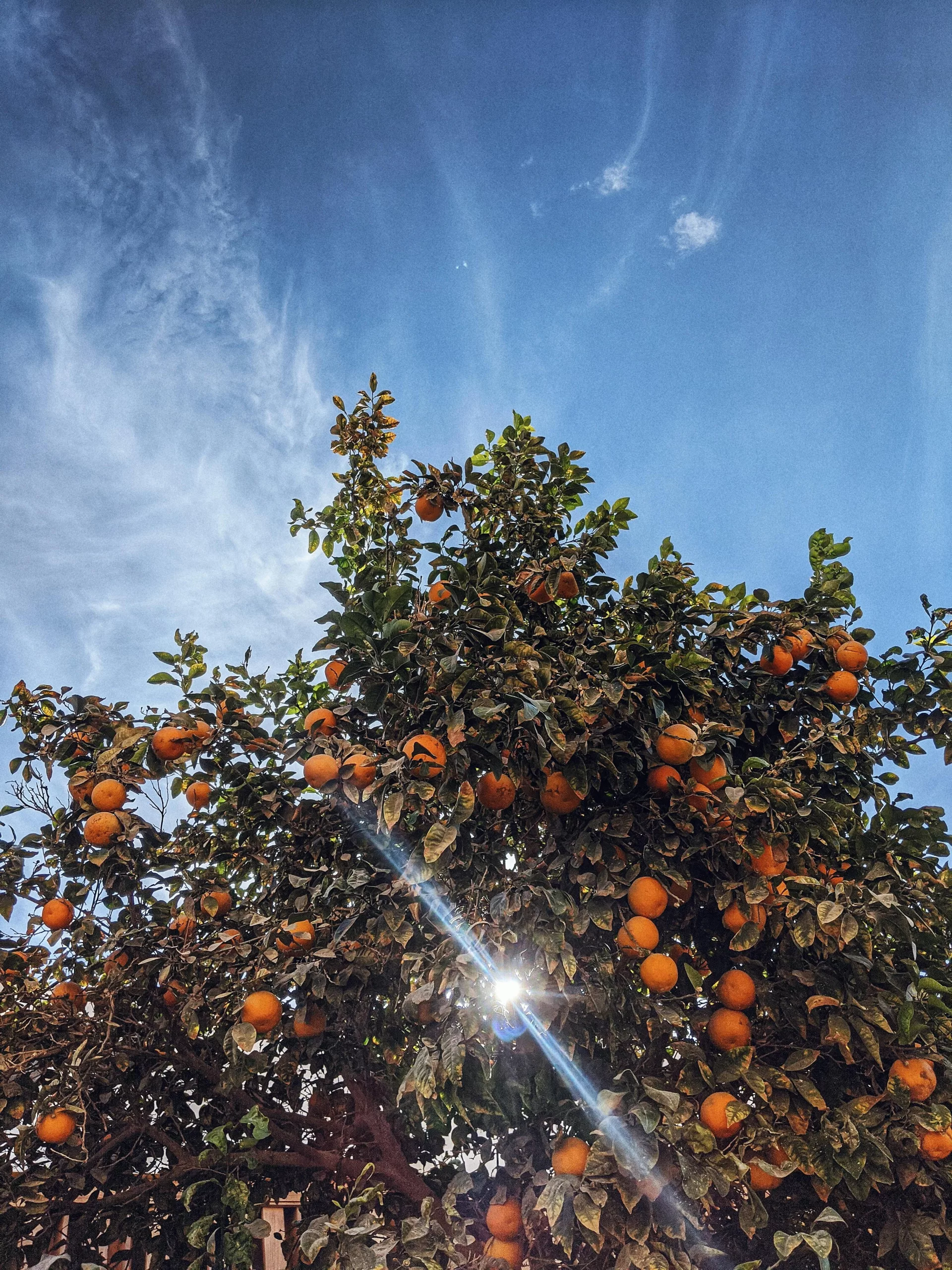 MEILLEURS FRUIT POUR DIABÈTE - FRUITS POUR DIABÉTIQUE