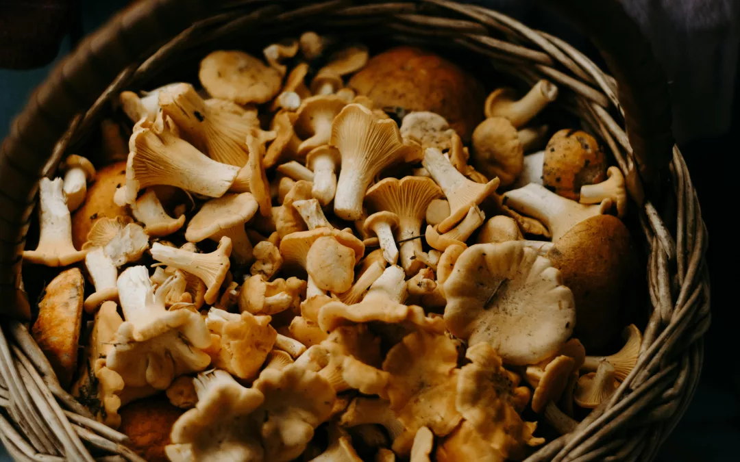 Champignons et Nutrition